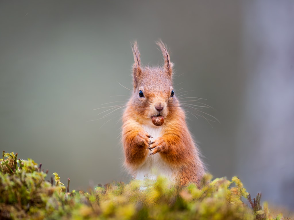 A wild Red Squirrel eating nuts spotted in Scotland