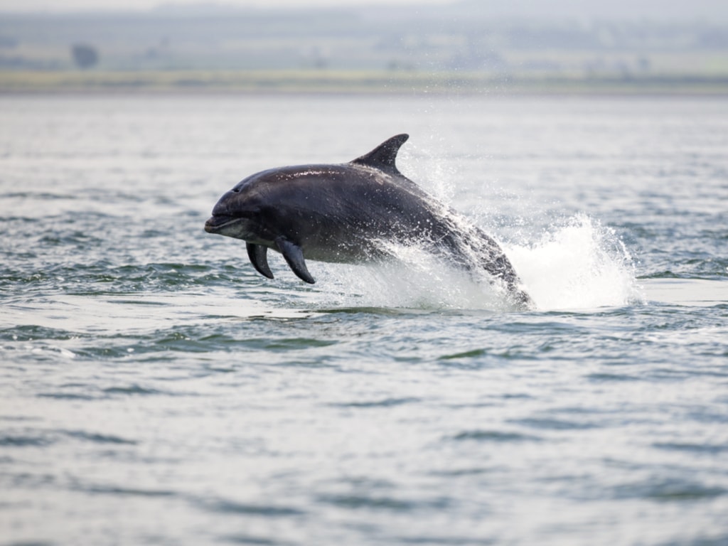 Bottlenose dolphins swimming free in the Moray firth in Scotland