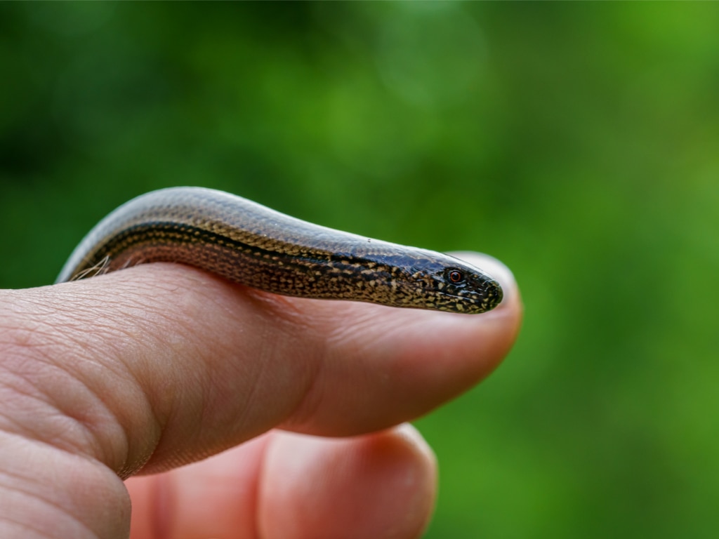 Detailed close up of a slow worm