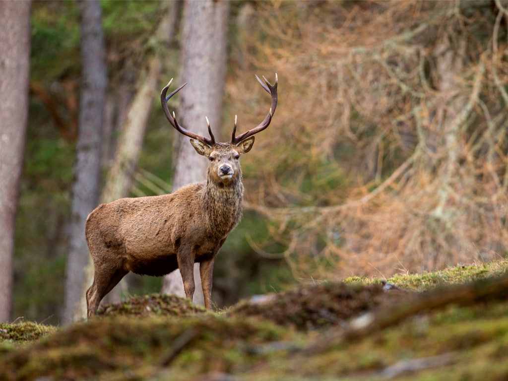 Red-deer stag in Scotland