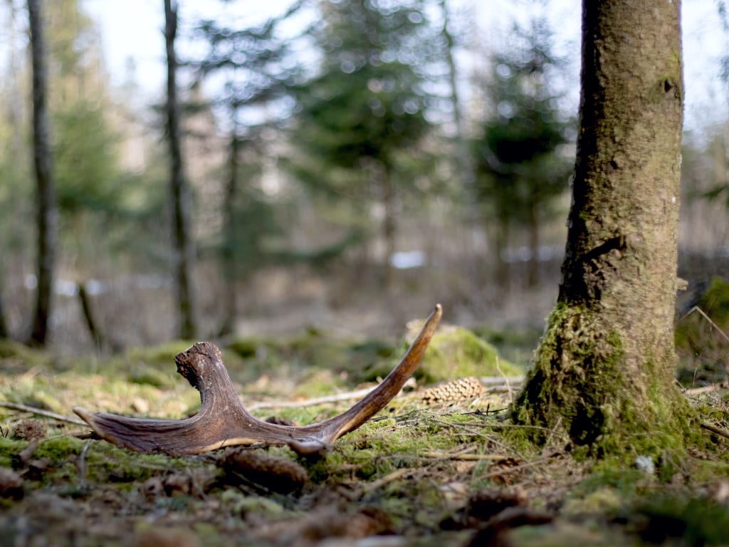 Moose Antlers on the Ground