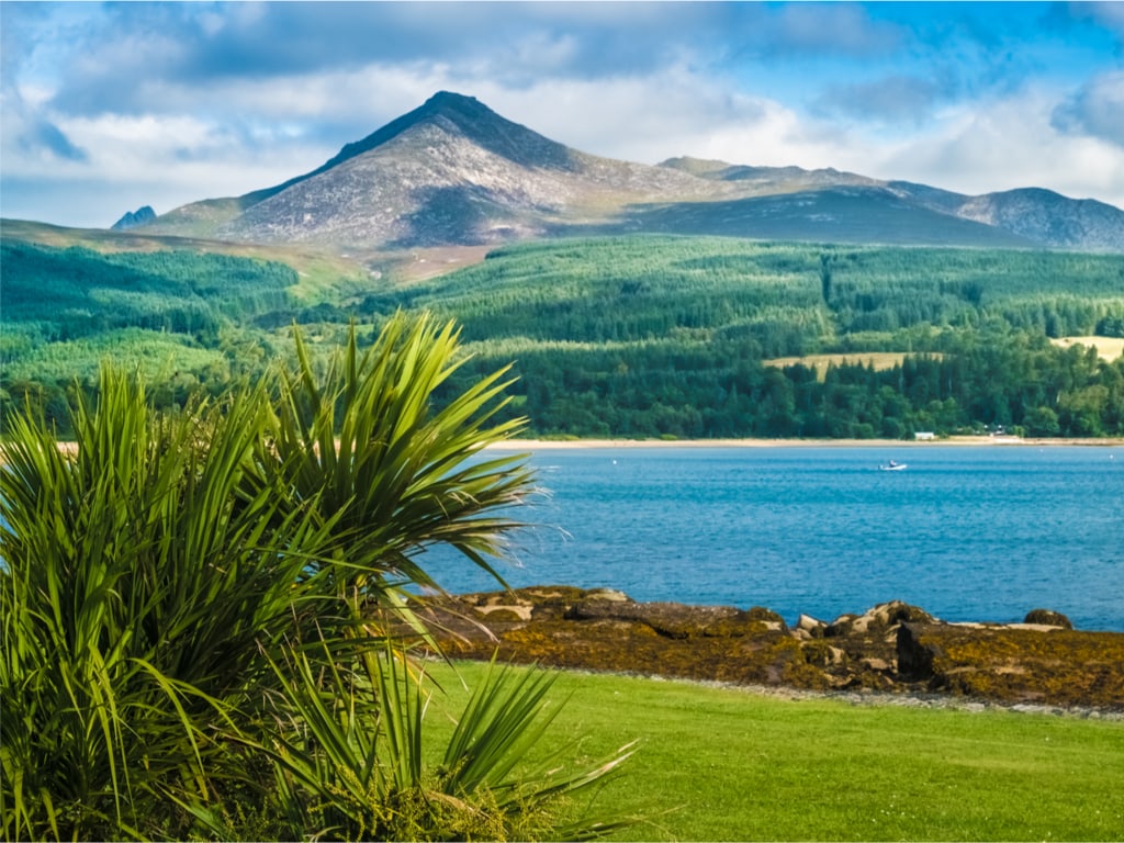 Naturally Grown Palm Trees in Front of Goat Fell Mountain on the Isle of Arran