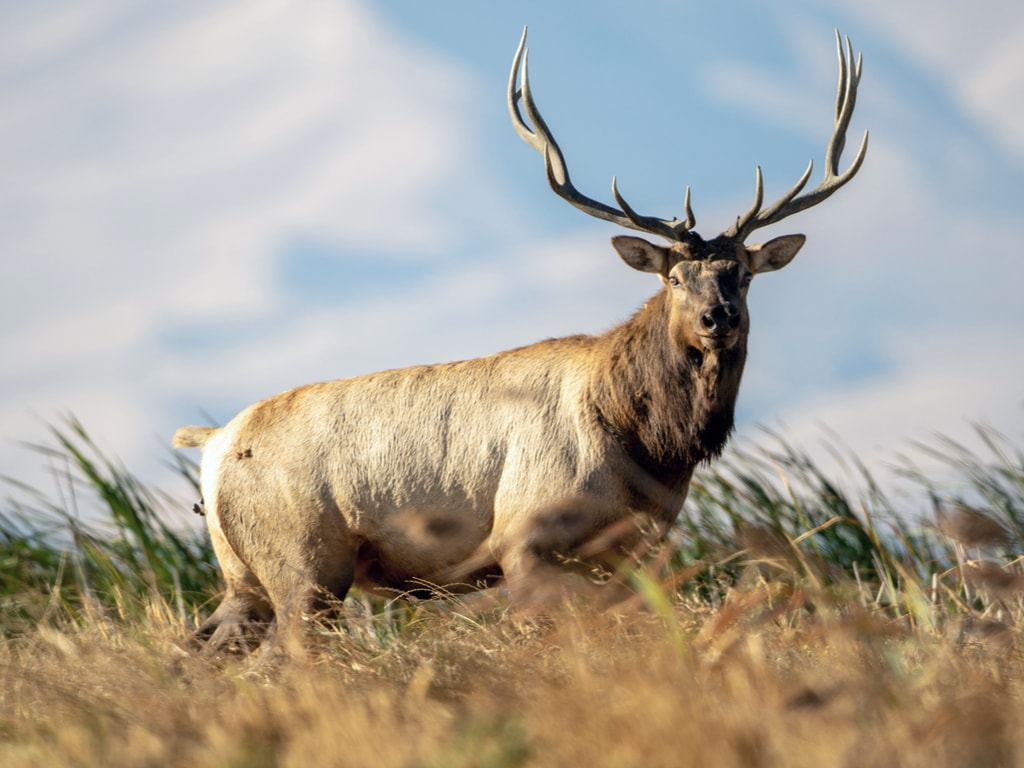 Tule Elk Bull Standing in the Wind