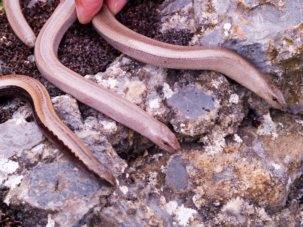 A Group of Slow Worms