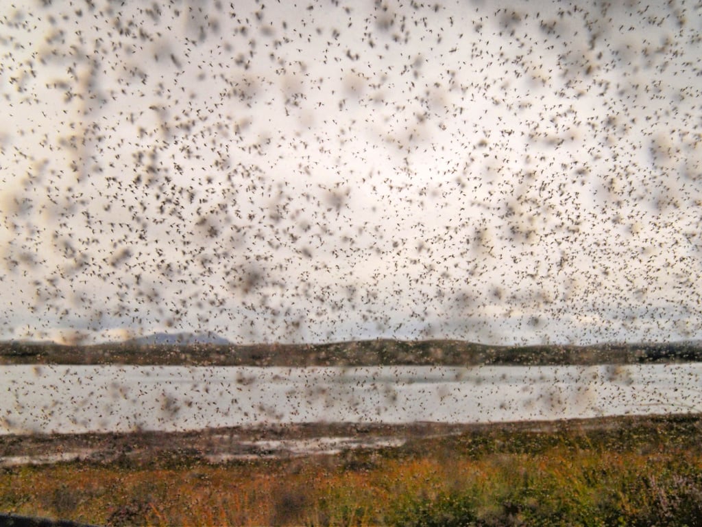 Midges in Scotland Everything You Need to Know (2022)