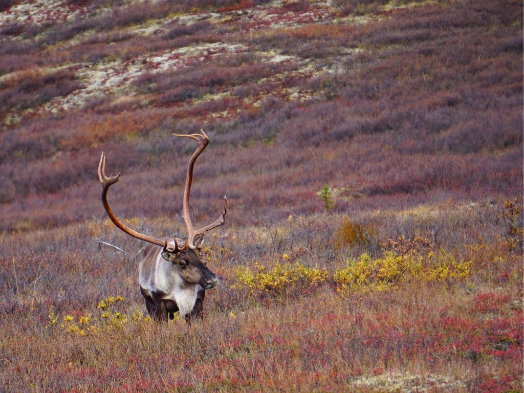 Alaskan Caribou in Wilderness