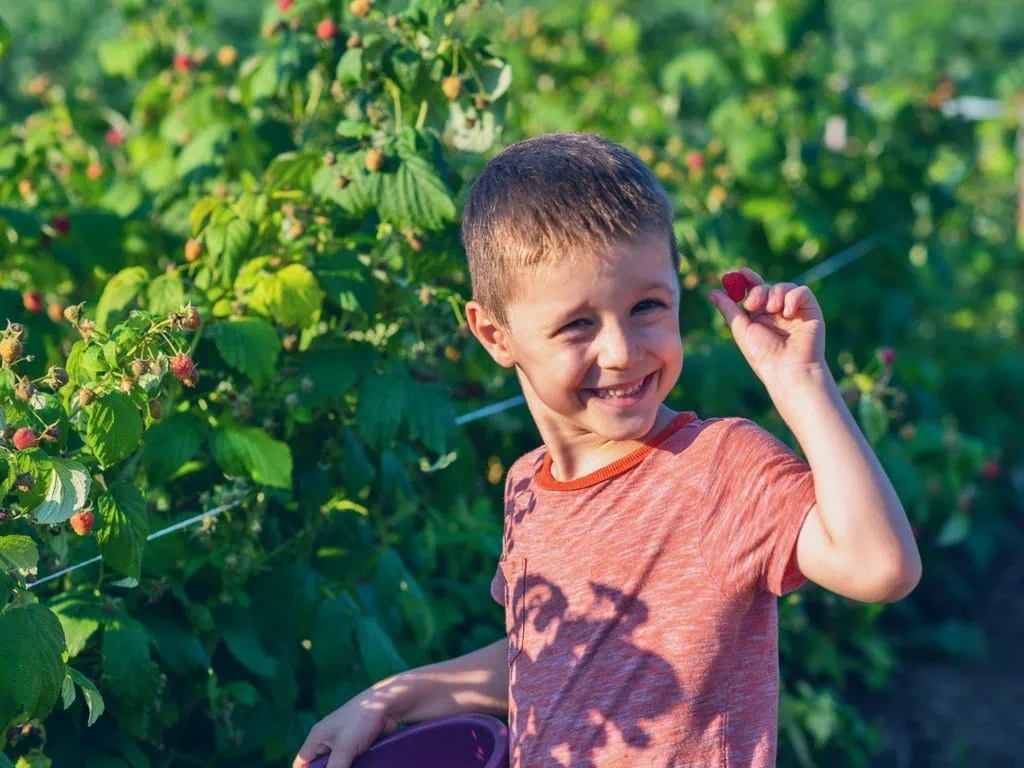 Berry Picking in Alaska