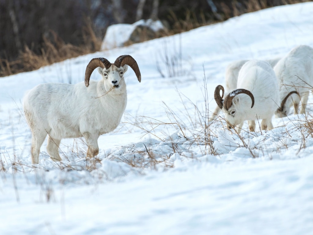 Dall Sheeps in Alaska