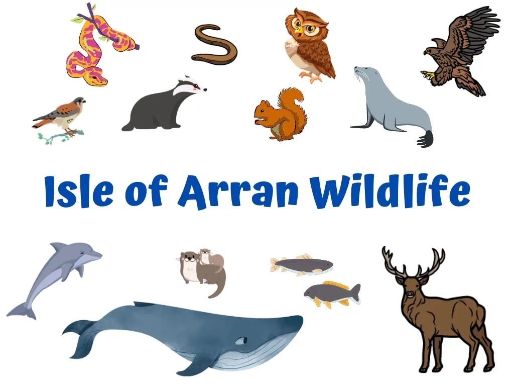Isle of Arran Wildlife