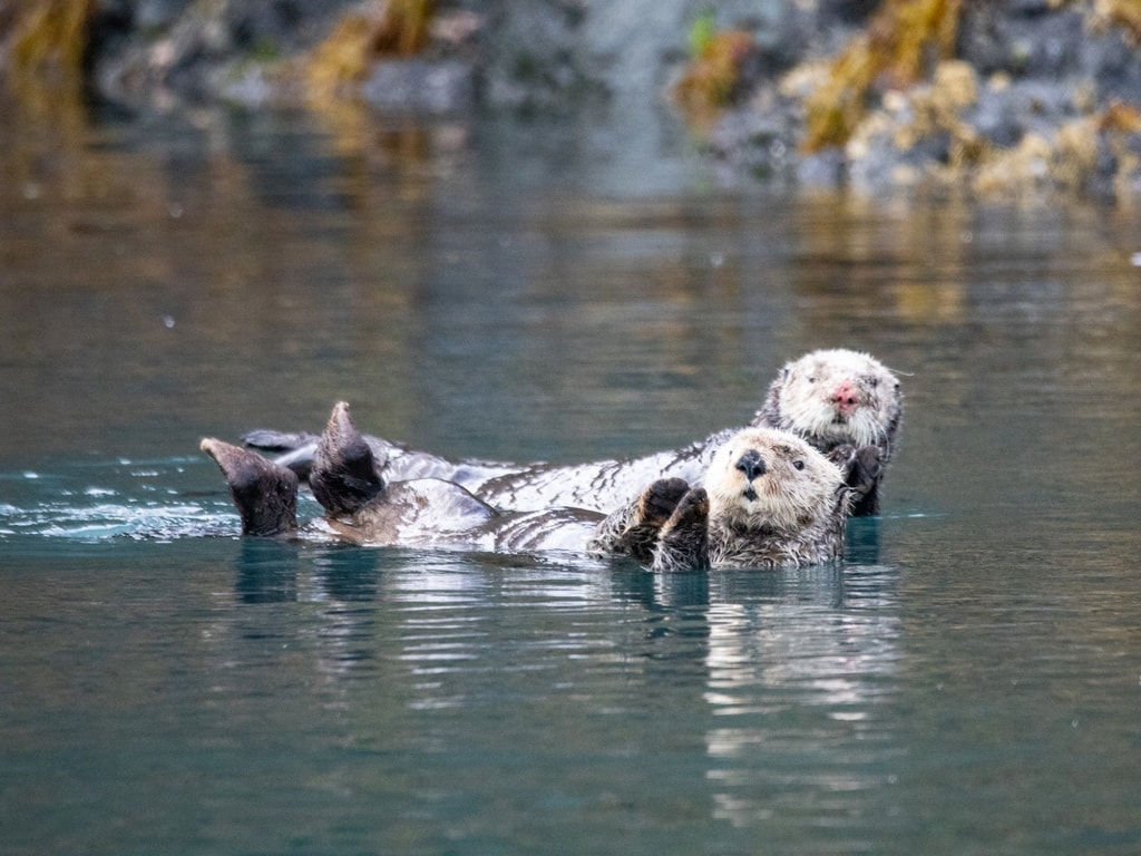 Sea Otters in Alaska