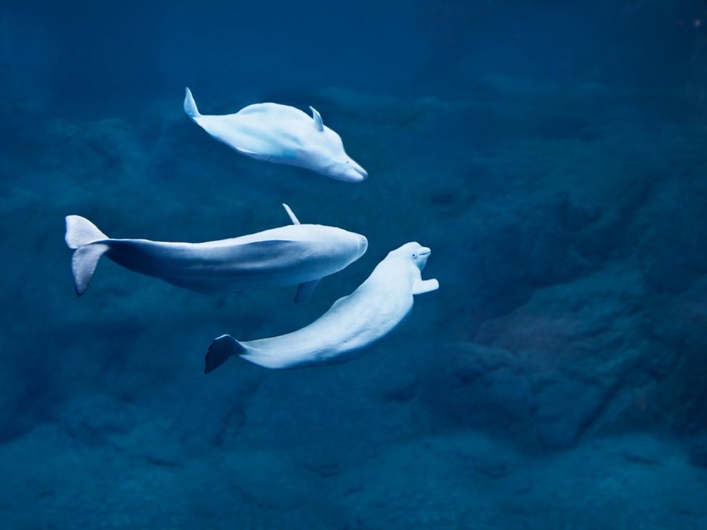 Three Beluga Whales in Deep Water