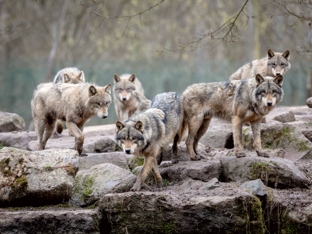 A grey wolf pack in the wild