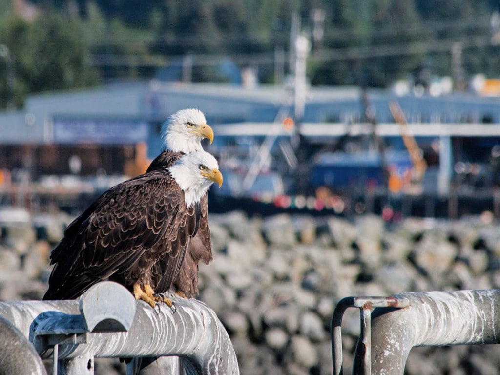 Bald Eagles in Seward, Alaska