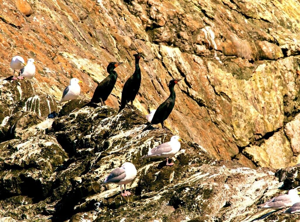 Pelagic cormorants on a rock in Resurrection Bay in Alaska