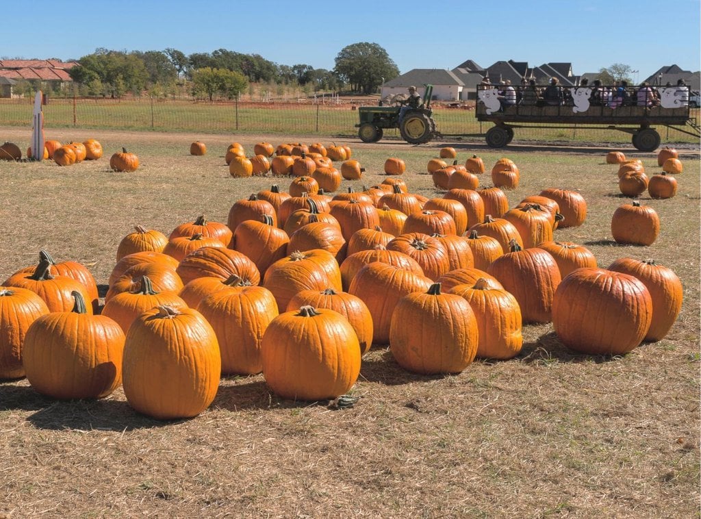 A field full of pumpkins with a hayride in background
