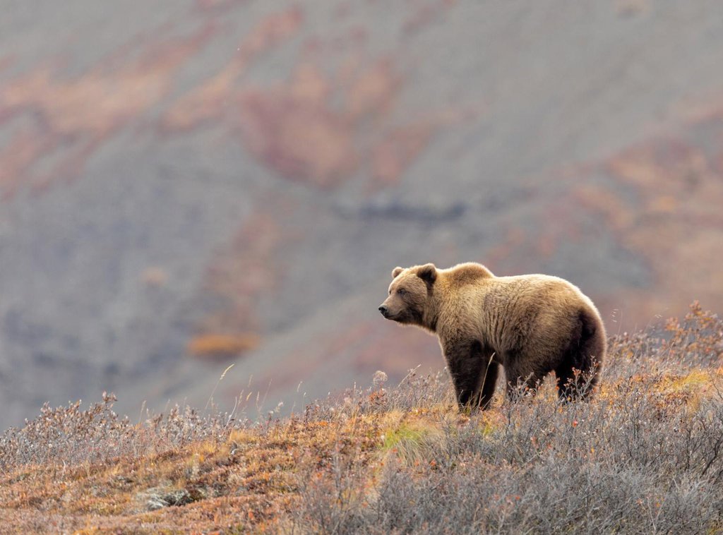 A grizzly bear in Denali National Park in Alaska