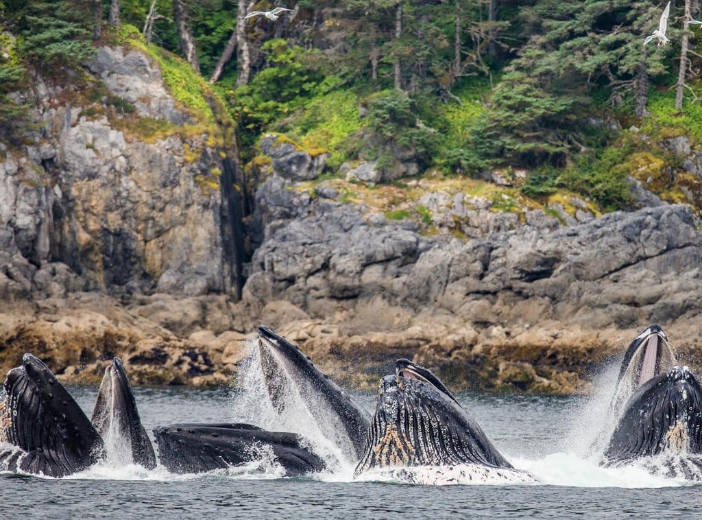 A group of humpback whales in Alaska