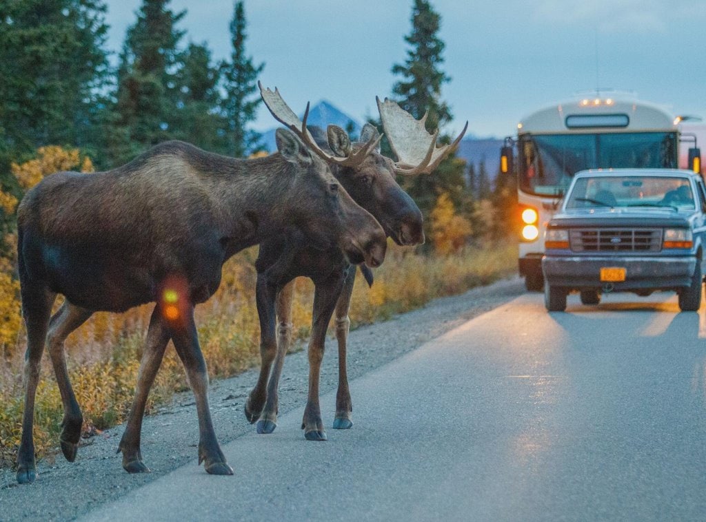 Moose along a road in Alaska