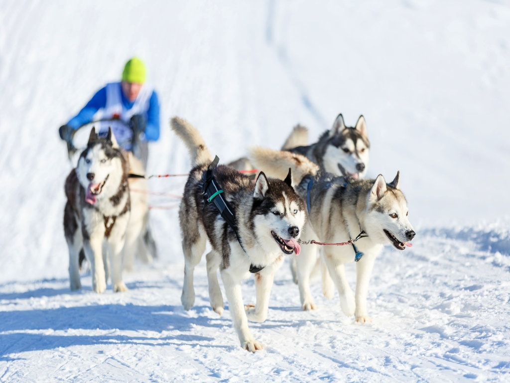 Sled Dog Race in Alaska