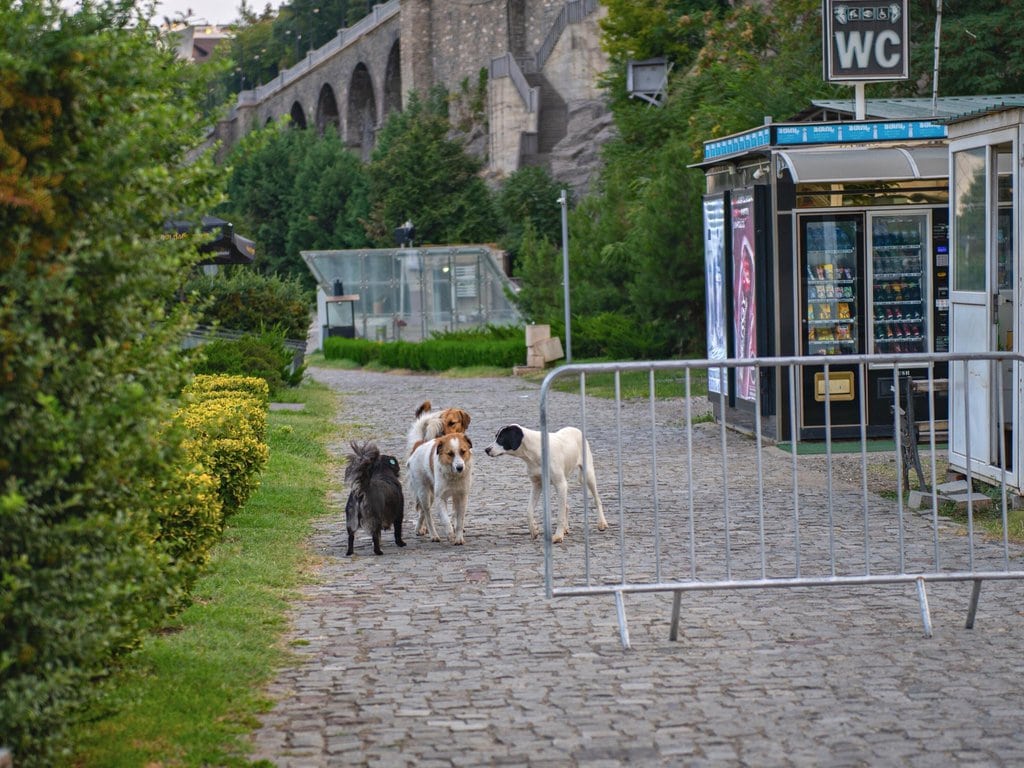 Street Dogs Walking in a Park in Tbilisi