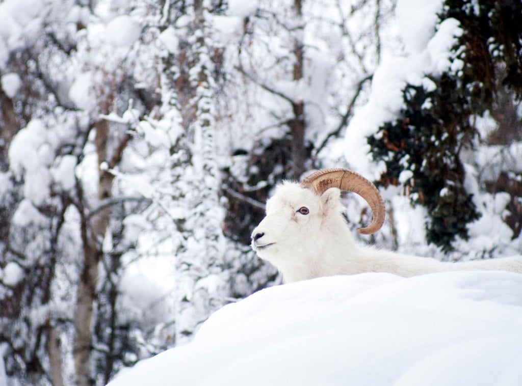 A Dall sheep in the Alaskan winter