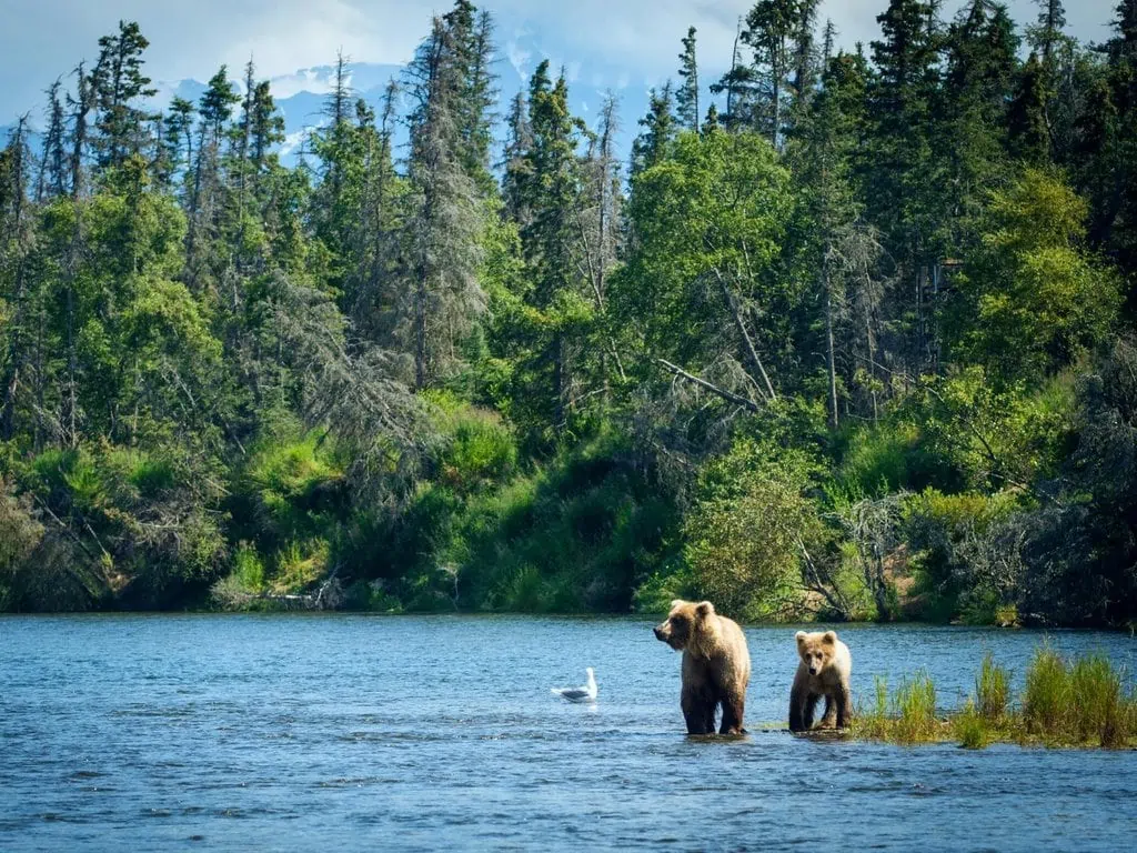 A pair of Alaskan brown bears