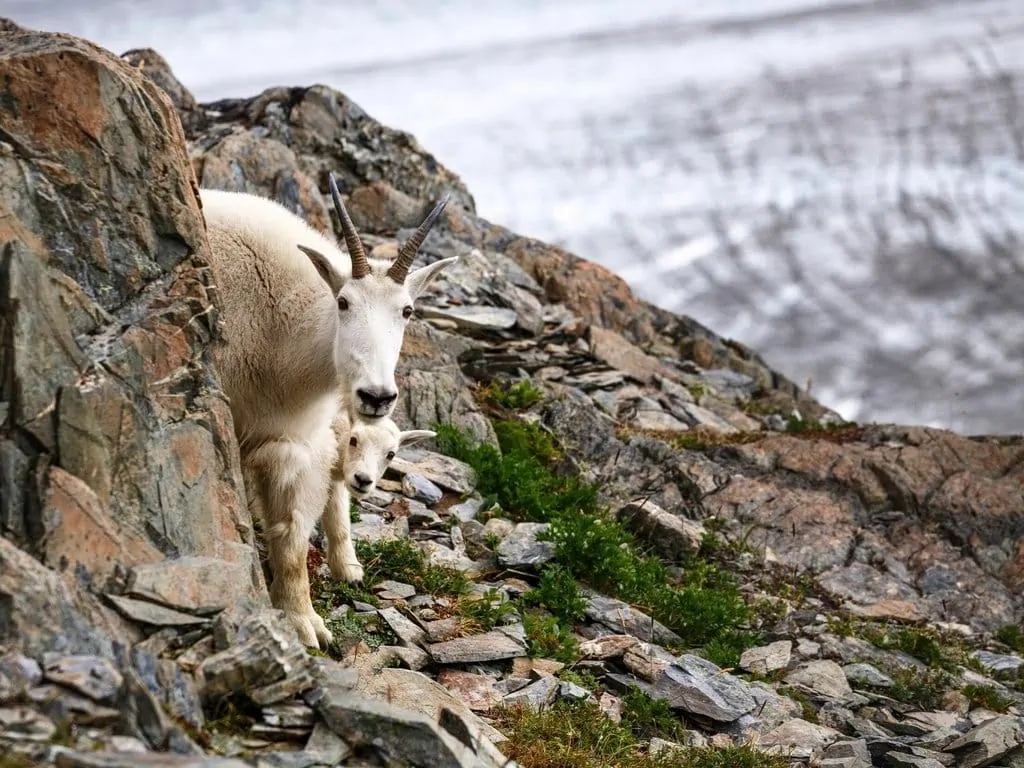 Mountain goats in Kenai, Alaska