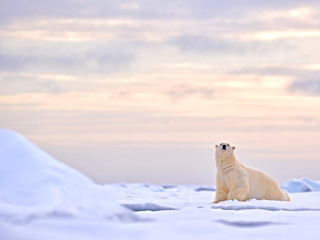 A polar bear walking on drift ice in Alaska
