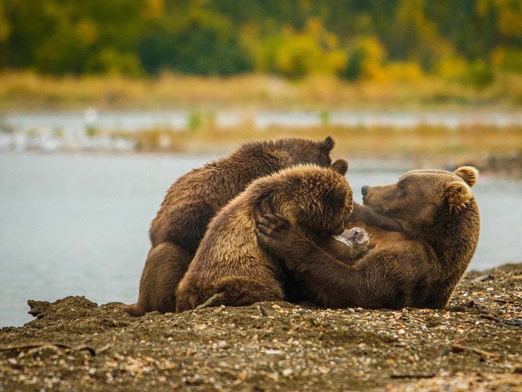 Grizzly bears at Brooks Falls in Alaska